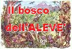 il bosco dell'Aleve'