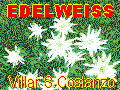 Edelweiss v.S.Costanzo
